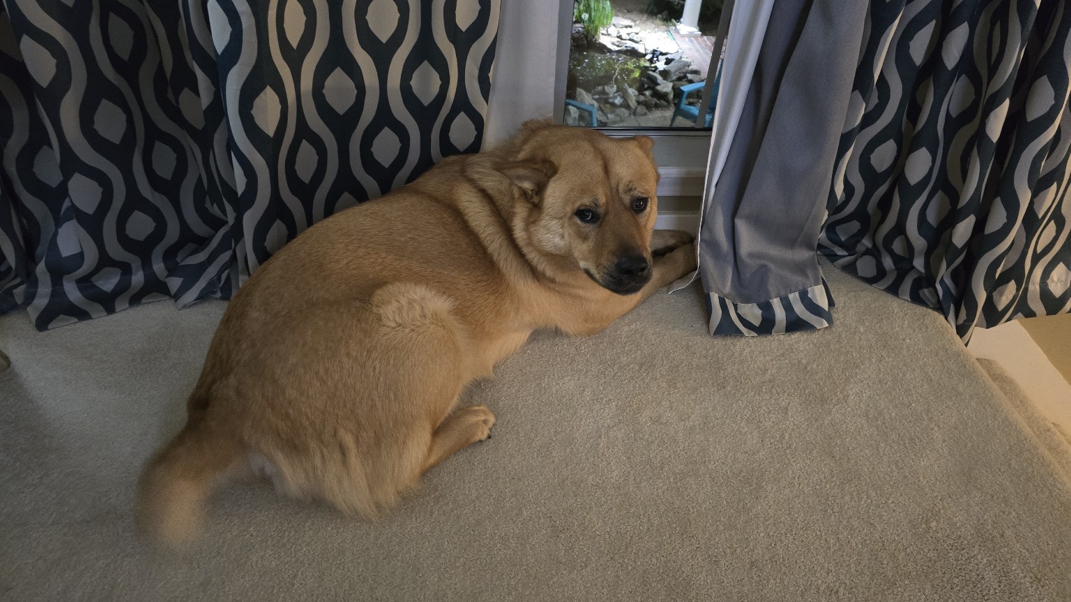 Simba resting by the window